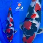 JPD koi video photo collections