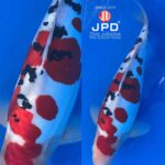 JPD koi video photo collections