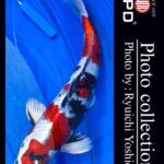 JPD koi video photo collections