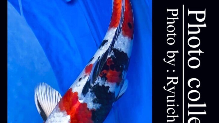 JPD koi video photo collections