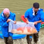 Torazo Urakawa koi farm main mud harvest