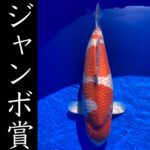 Kyushu district koi Show