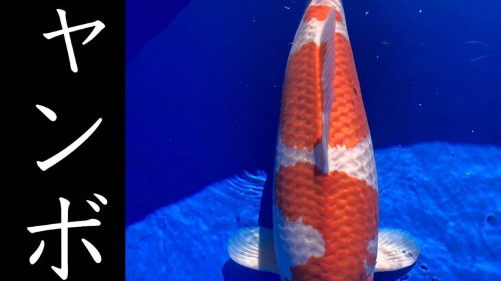 Kyushu district koi Show