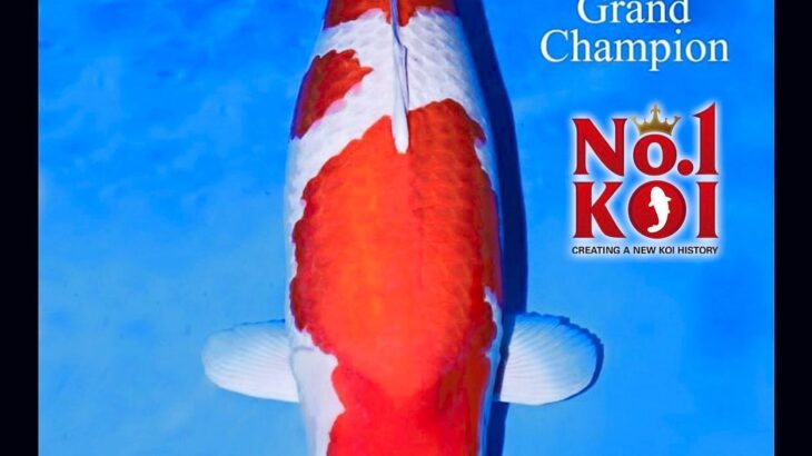 2015 All Japan Koi Show Grand Champion