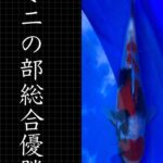 2022年2月6日 第1回熊本県錦鯉幼魚品評会&即売会