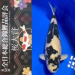 Sakura prize 2021 All Japan koi Show