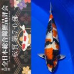 Sakura prize 2021 All Japan koi Show