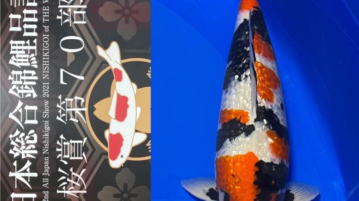 Sakura prize 2021 All Japan koi Show