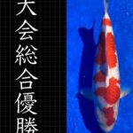 Kyushu District Young Koi Show 2022 prize koi as below