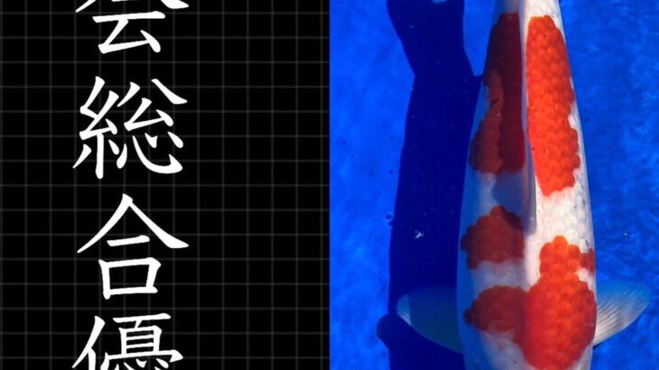 Kyushu District Young Koi Show 2022 prize koi as below