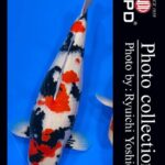 JPD Koi photo Video Collections