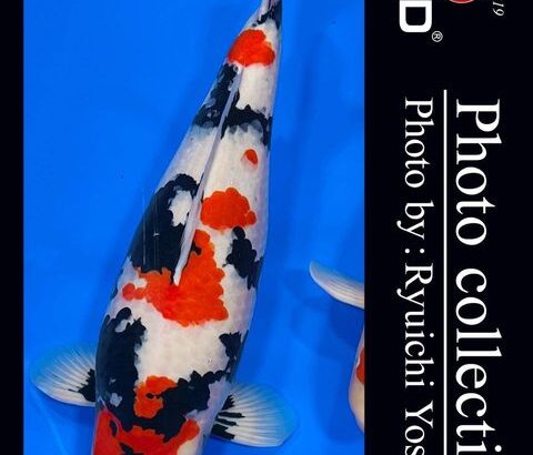 JPD Koi photo Video Collections