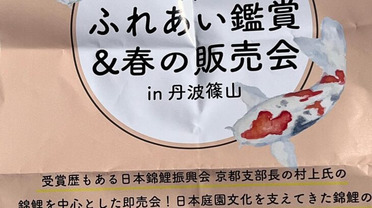 2022年3月12日 やがて様の錦鯉ふれあい観賞&春の販売会in丹波篠山