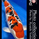 JPD Koi photo Video Collections