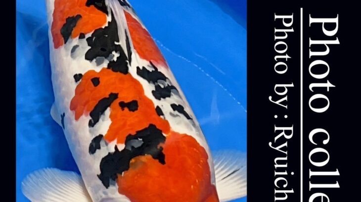 JPD Koi photo Video Collections