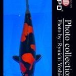 JPD Koi photo Video Collections