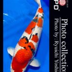 JPD Koi photo Video Collections