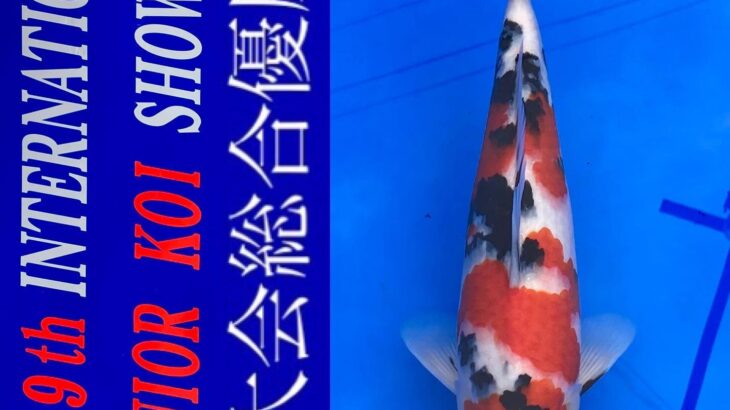 2022年4月23-24日 第9回国際幼魚品評会