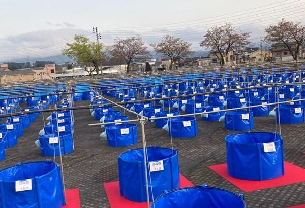 9 th All Japan Junior koi show 2022 in Niigata