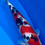 9th INTERNATIONAL JUNIOR KOI SHOW