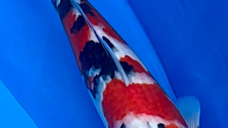 9th INTERNATIONAL JUNIOR KOI SHOW