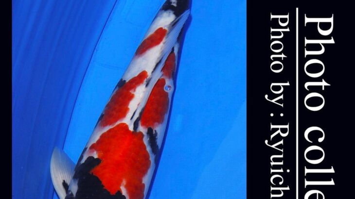 9th INTERNATIONAL JUNIOR KOI SHOW