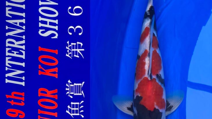 9th INTERNATIONAL JUNIOR KOI SHOW