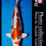 ZNA Potomac 28th Annual koi show 10-11 September 2022 USA