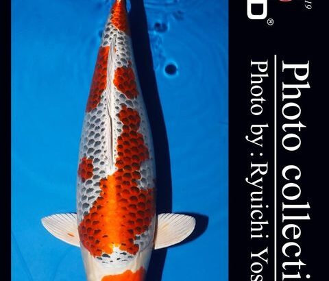 ZNA Potomac 28th Annual koi show 10-11 September 2022 USA