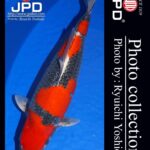 JPD Photo Collection