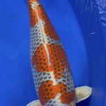 ZNA Potomac 28th Annual koi show 10-11 September 2022 USA