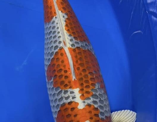 ZNA Potomac 28th Annual koi show 10-11 September 2022 USA