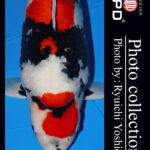 ZNA Potomac 28th Annual koi show 10-11 September 2022 USA