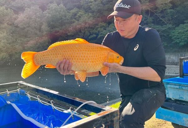 Taniguci Koi Farm harvest visit