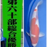 第41回　魚沼市錦鯉品評会　2022年10月22日