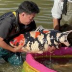 Isa koi farm main mud pond harvest visit on 30 October 2022