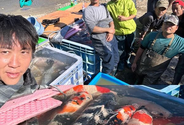 Taiyo Fish Land main mud pond harvest visit in Mie Prefecture