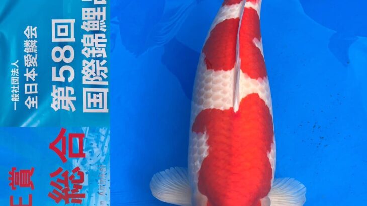 ZNA 58th International Koi Show