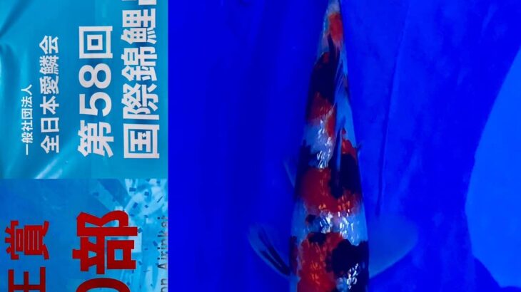 ZNA 58th International Koi Show