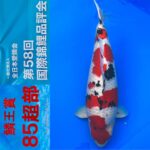 ZNA 58th International Koi Show