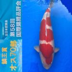 ZNA 58th International Koi Show