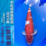 ZNA 58th International Koi Show