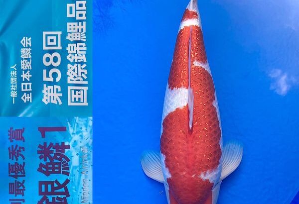 ZNA 58th International Koi Show