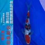 ZNA 58th International Koi Show