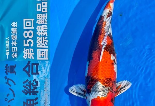 ZNA 58th International Koi Show