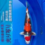 ZNA 58th International Koi Show