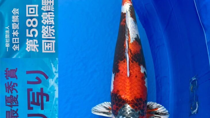 ZNA 58th International Koi Show