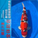 Nov 11, 2022 ZNA 58th International Koi Show