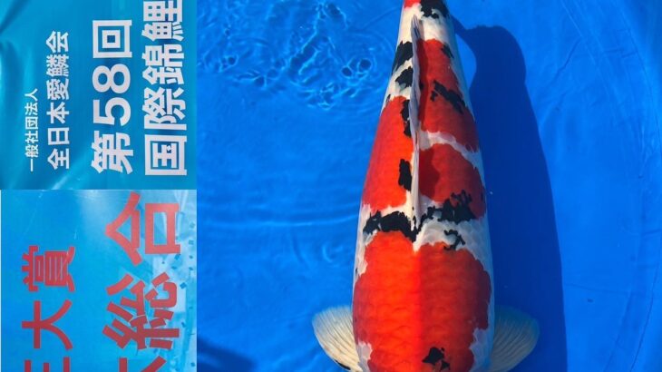 Nov 11, 2022 ZNA 58th International Koi Show