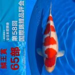 ZNA 58th International Koi Show